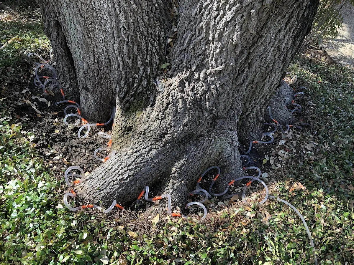 Detailed Tree Cabling and Bracing job site in Llewellyn