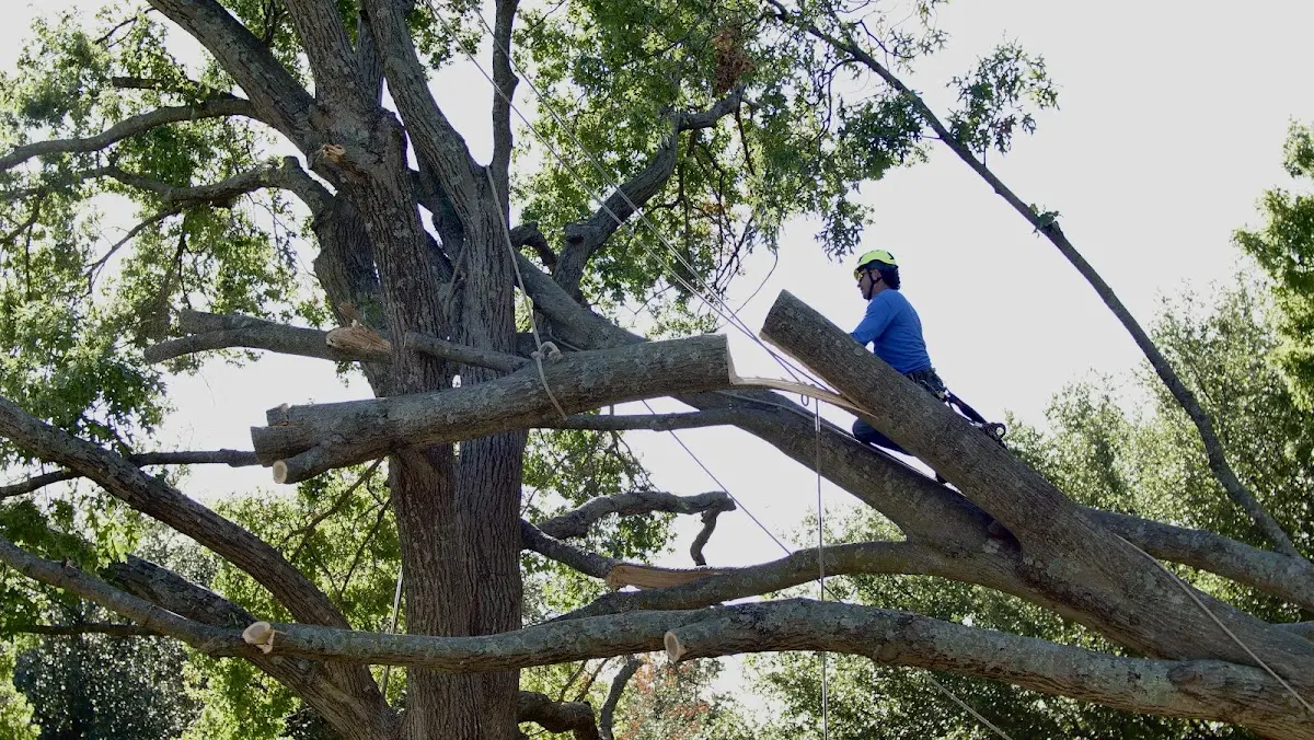 Professional Hazardous Tree Removal performed by certified arborists in Llewellyn