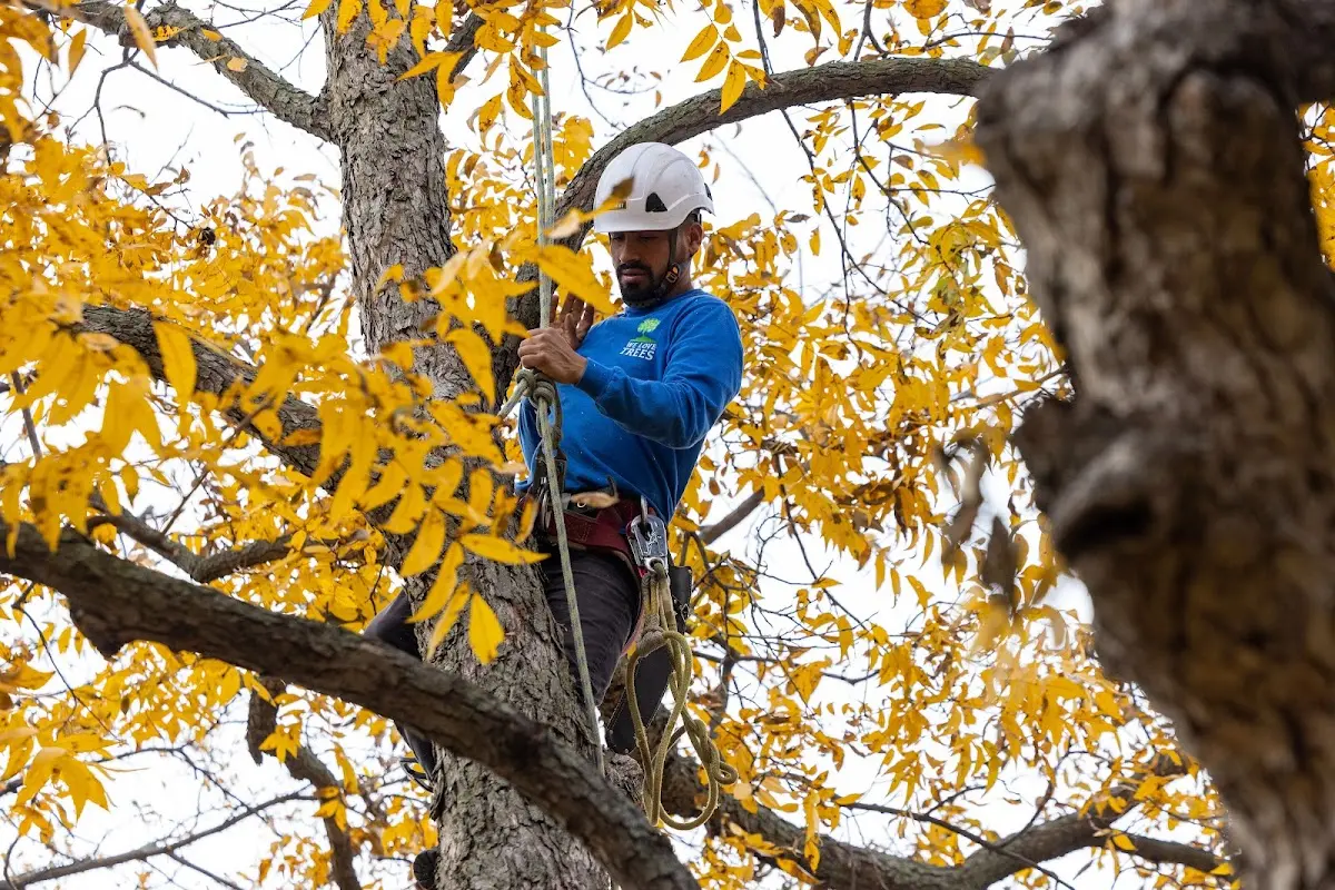 Skilled Storm Damage Cleanup crew working in Llewellyn