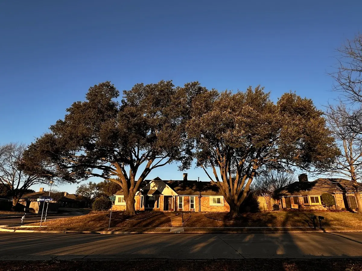Established residential canopy tree shading a home in Llewellyn